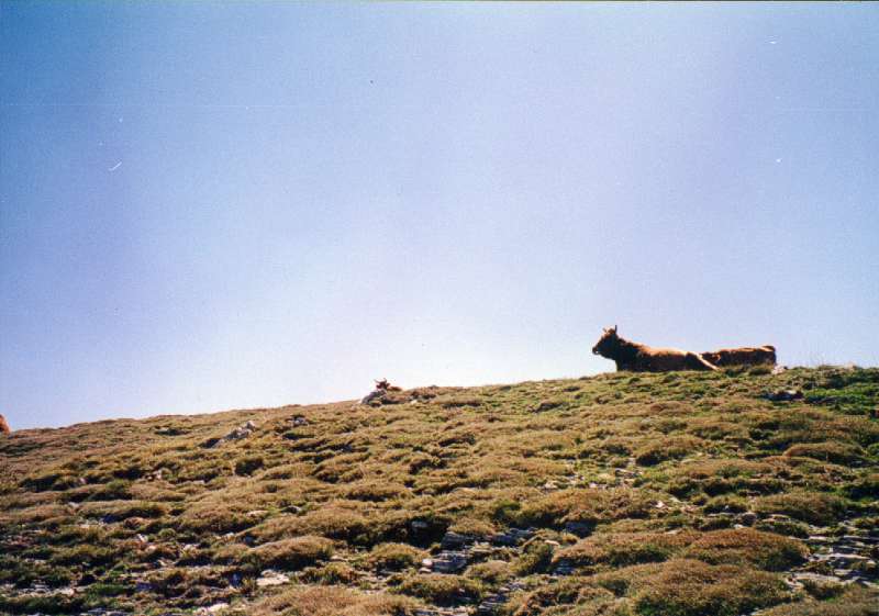 02. Αγελάδες ελεύθερης βοσκής, κοντά στην κορυφή στον Κίσαβο.