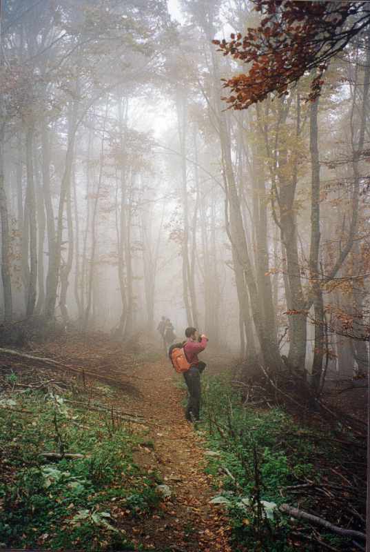 69.12: Βίτσι. Μοναδικός συνδυασμός πανύψηλων δέντρων, φθινοπωρινών αποχρώσεων και απαλής ομίχλης.
