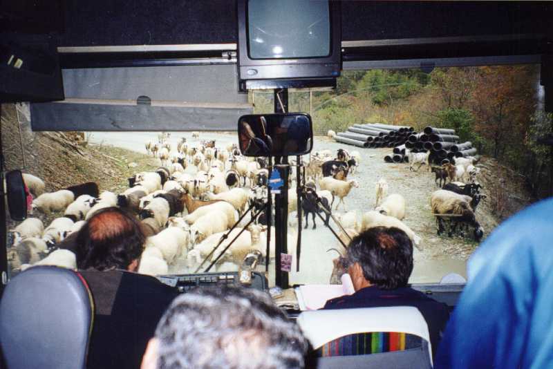29. Τα πρόβατα μας έκοψαν τον δρόμο, λίγο πριν ξεκινήσουμε την ανάβαση στα Πιέρια