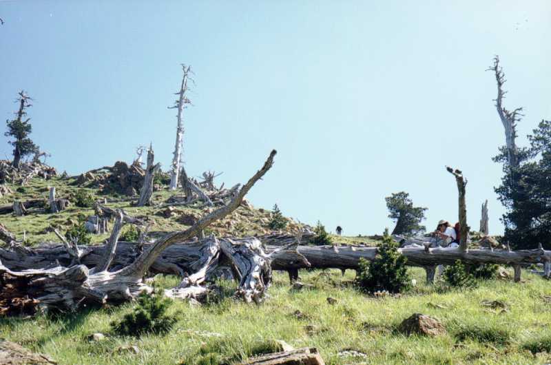 75.20: Μαυροβούνι. Ξεκινώντας από την τεχνητή λίμνη Αώου, ανεβαίνουμε προς την κορυφή Καπετάν Κλήδη, που χαρακτηριστικό της είναι τα πάρα πολλά κεραυνοβολημένα δέντρα.