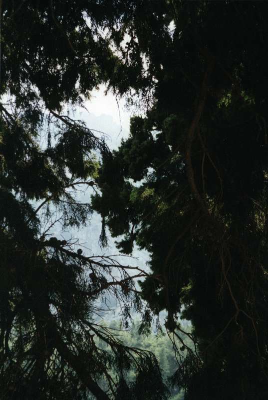 17. Στο επάνω τμήμα της Σαμαριάς εντυπωσιάζουν τα δέντρα και οι ψηλές κορυφές.